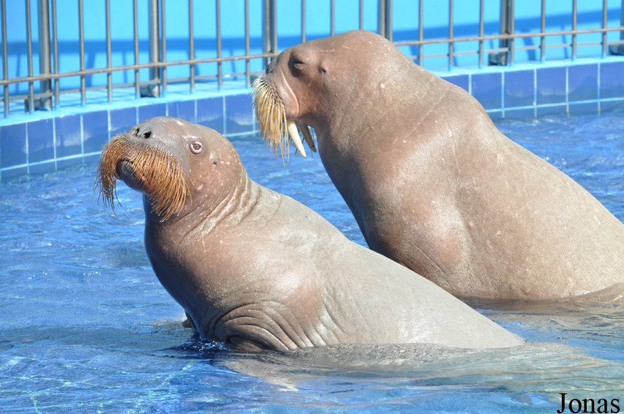 Odobenus rosmarus divergens