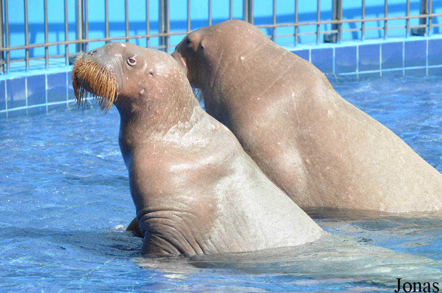 Odobenus rosmarus divergens