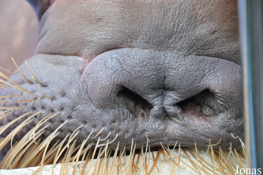Odobenus rosmarus divergens