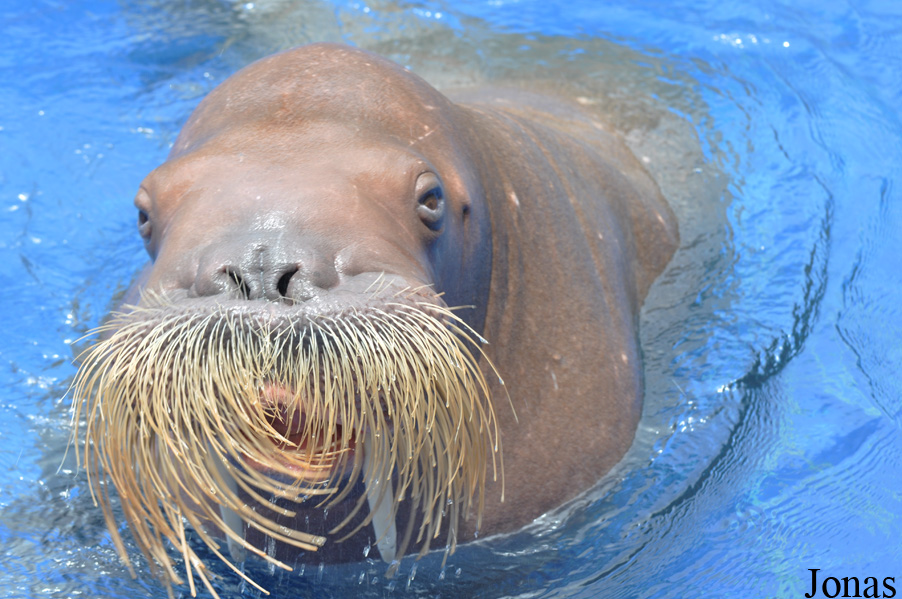 Odobenus rosmarus divergens