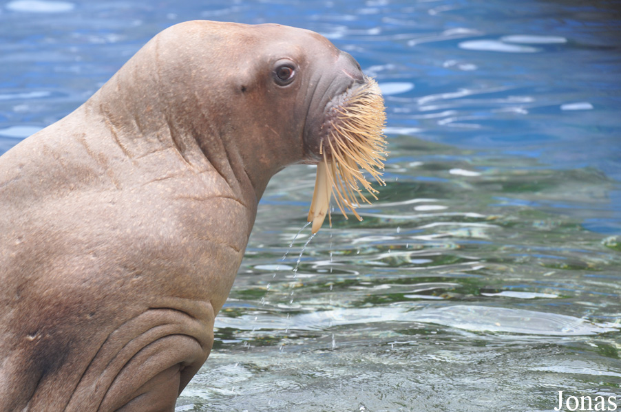 Odobenus rosmarus divergens
