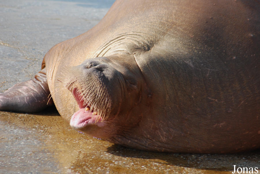 Odobenus rosmarus divergens