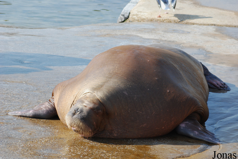 Odobenus rosmarus divergens
