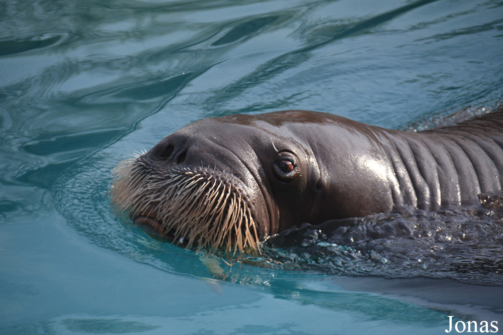 Odobenus rosmarus divergens