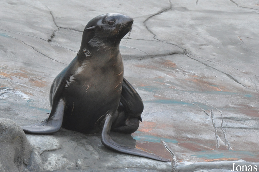 Callorhinus ursinus