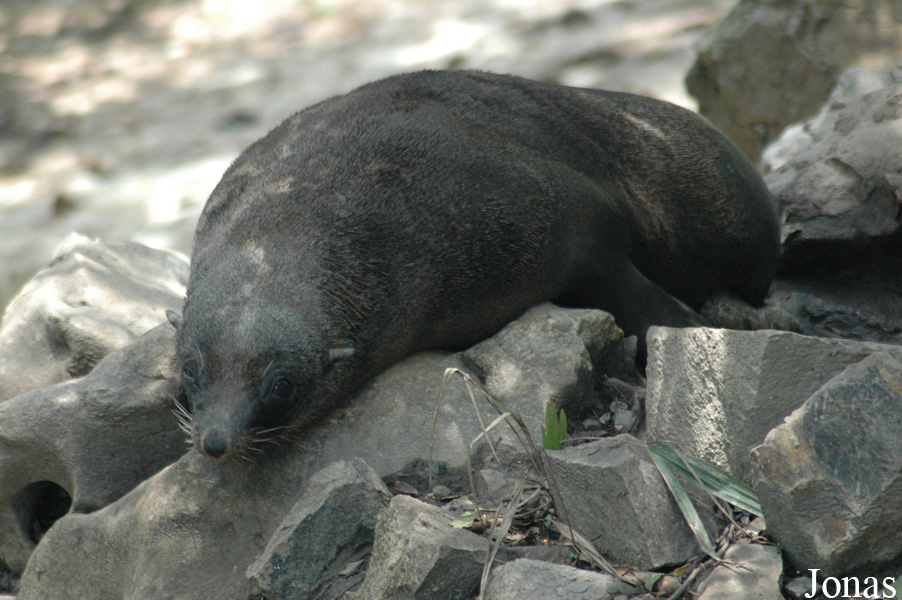 Callorhinus ursinus