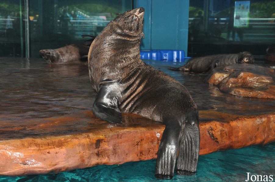 Callorhinus ursinus