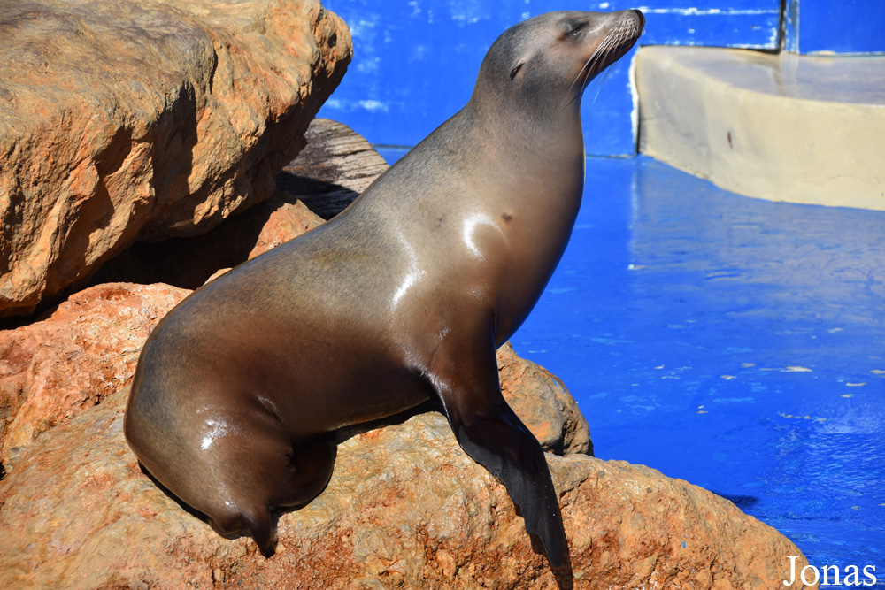 Zalophus californianus