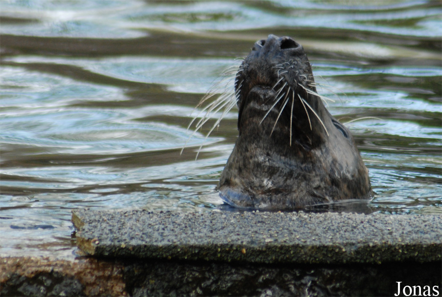 Halichoerus grypus