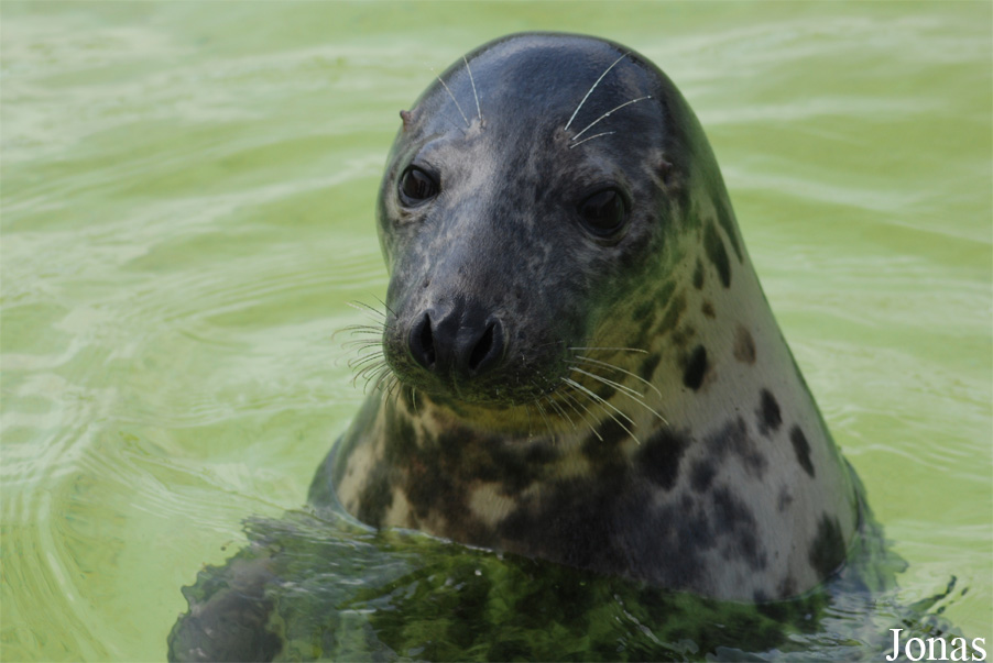 Halichoerus grypus grypus