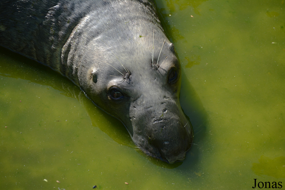 Halichoerus grypus grypus