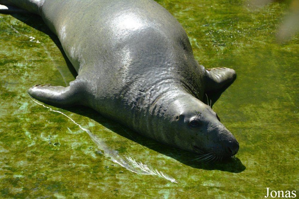 Halichoerus grypus grypus