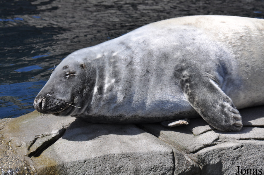 Halichoerus grypus macrorhynchus
