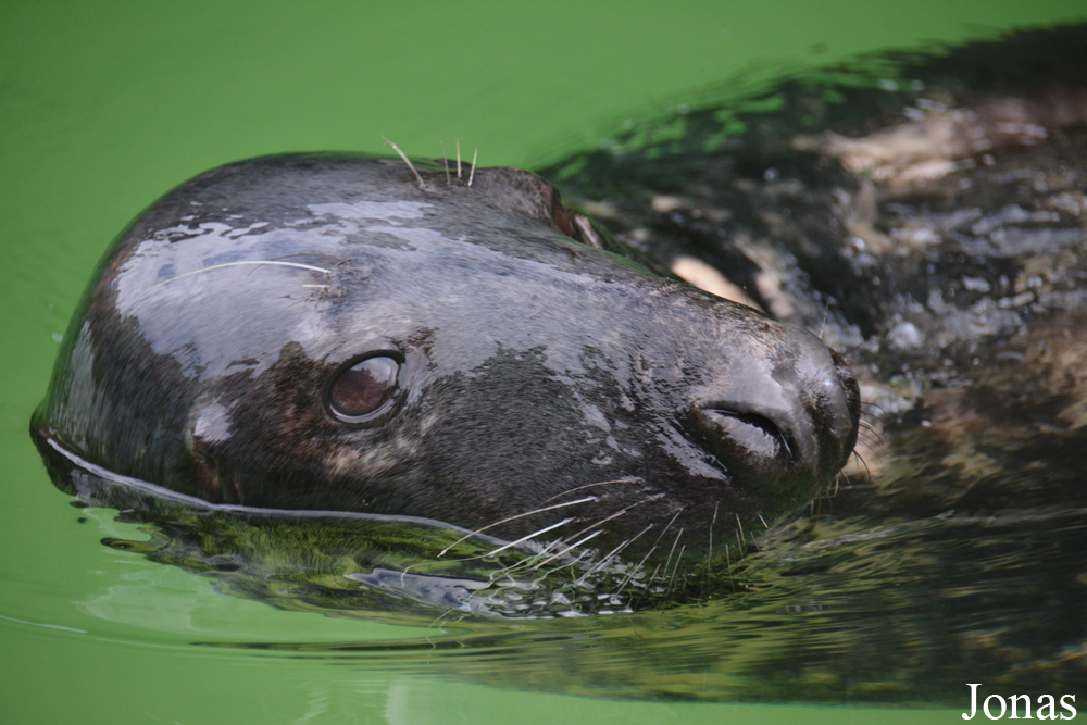 Halichoerus grypus macrorhynchus