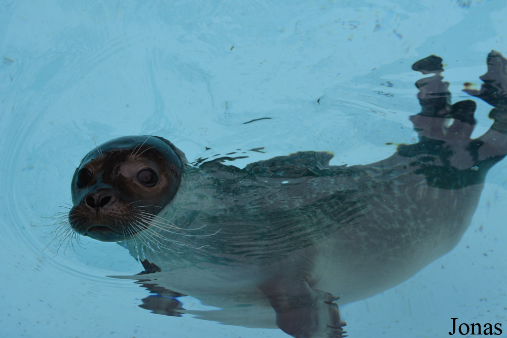 Phoca vitulina vitulina