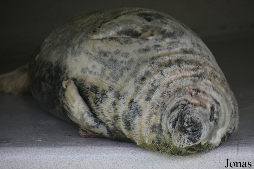 Phoca vitulina vitulina