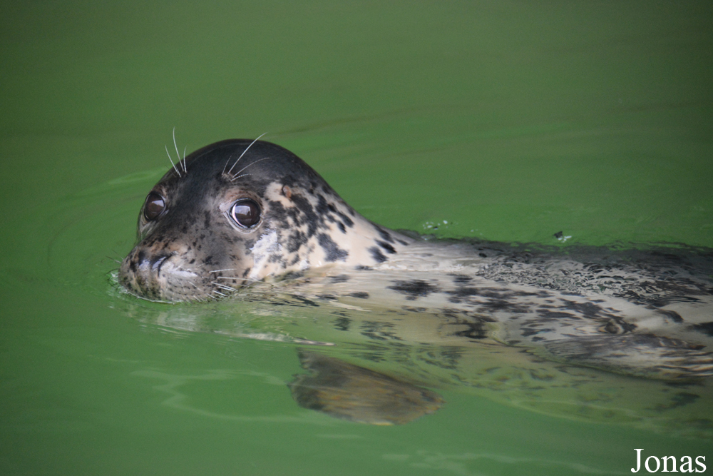 Phoca vitulina vitulina
