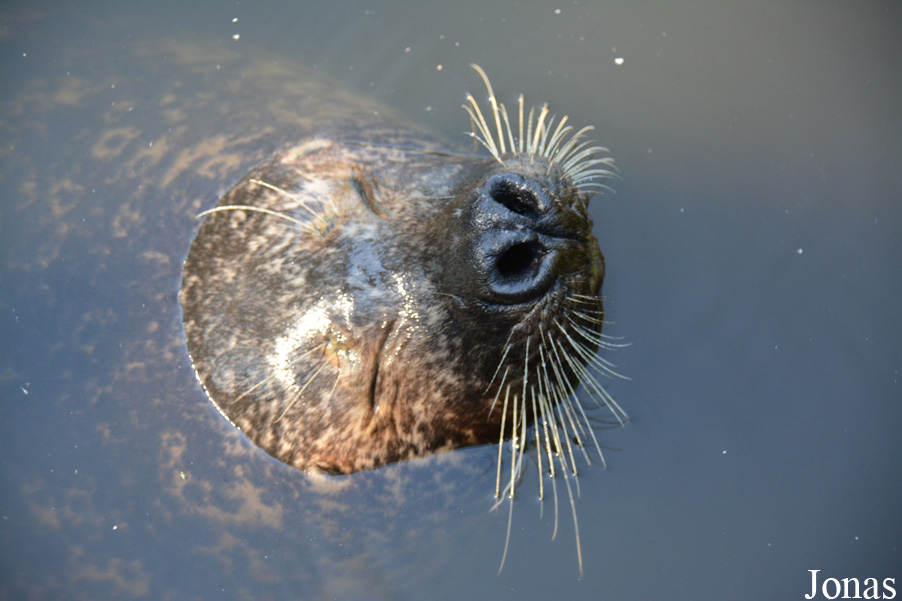Phoca vitulina vitulina