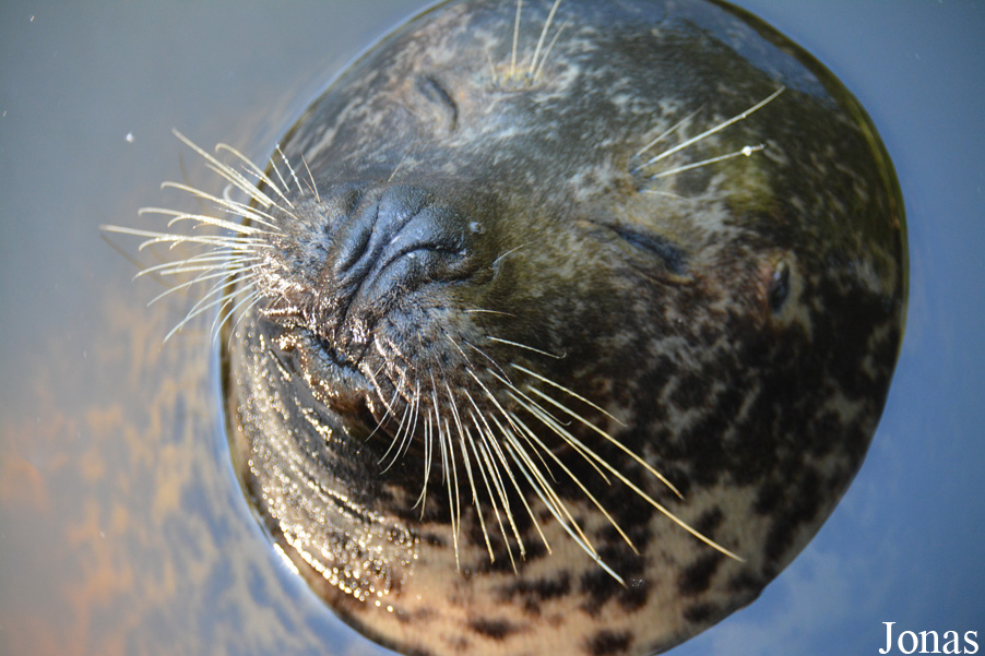 Phoca vitulina vitulina
