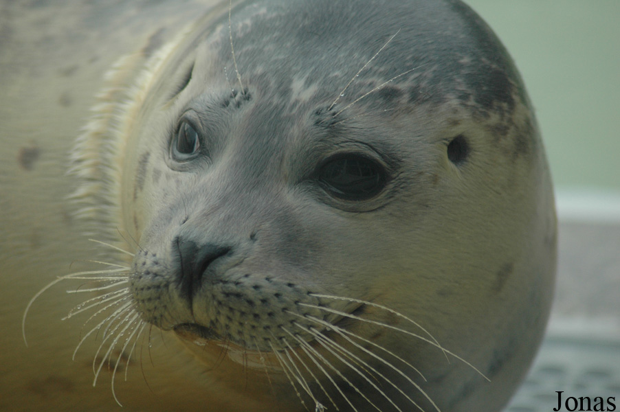 Phoca vitulina vitulina