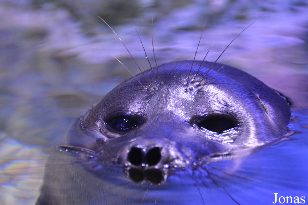 Pusa sibirica
