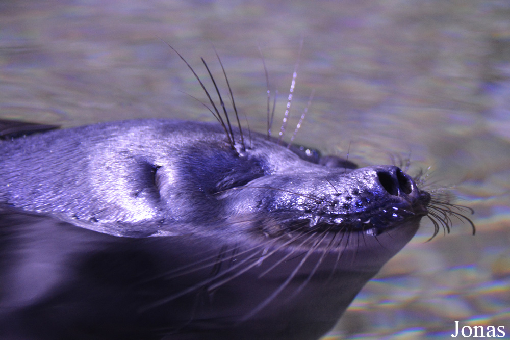 Pusa sibirica