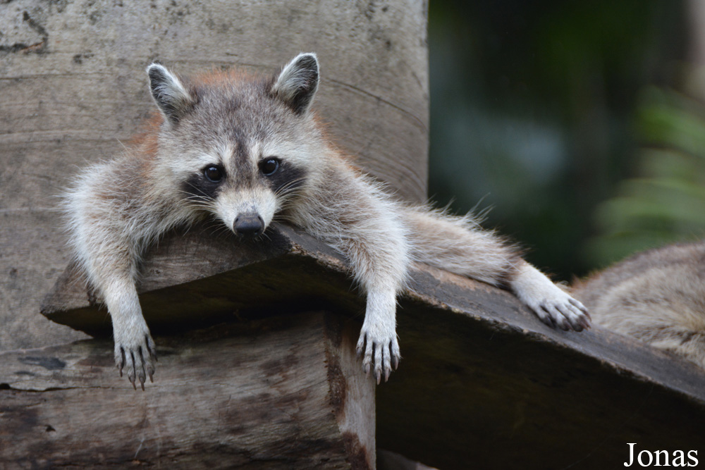 Procyon lotor