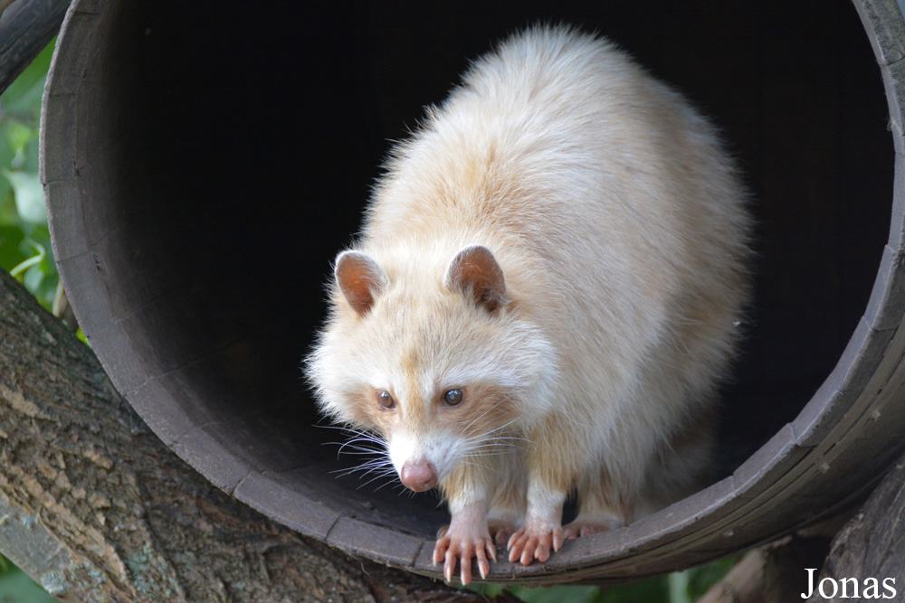 Procyon lotor