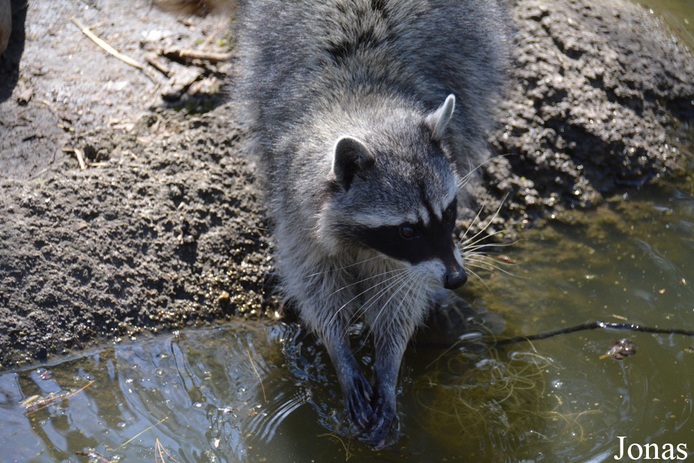 Procyon lotor