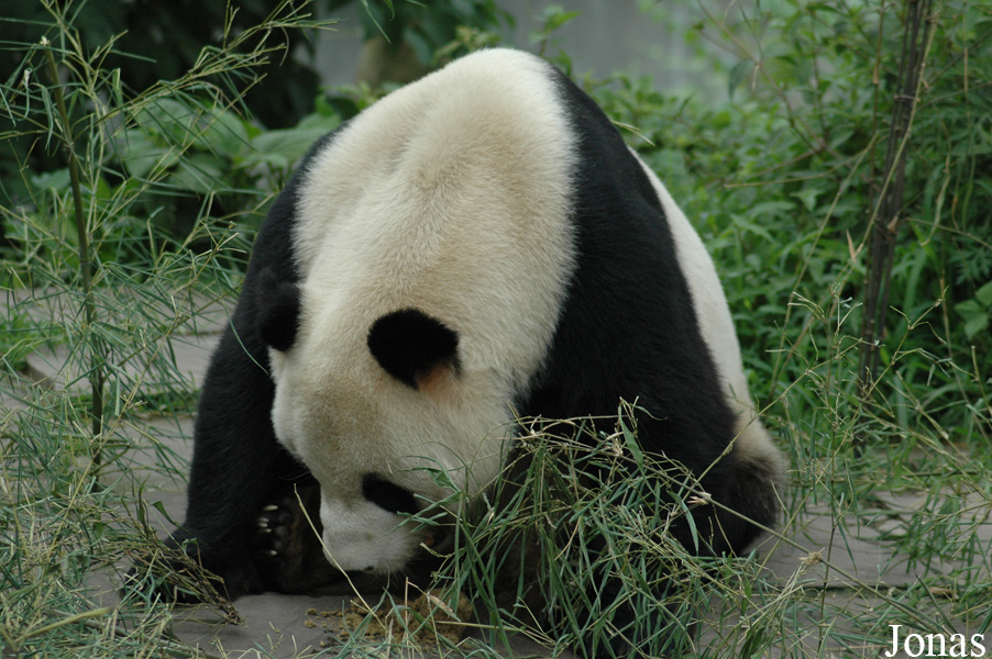Ailuropoda melanoleuca