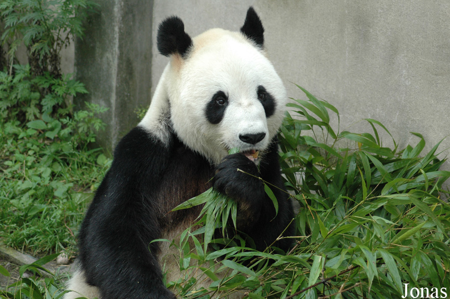 Ailuropoda melanoleuca