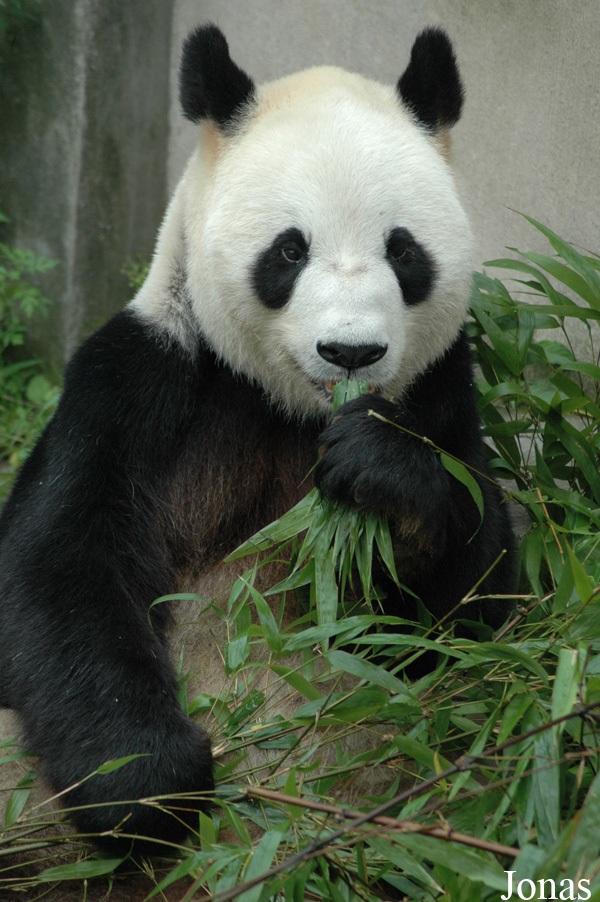 Ailuropoda melanoleuca