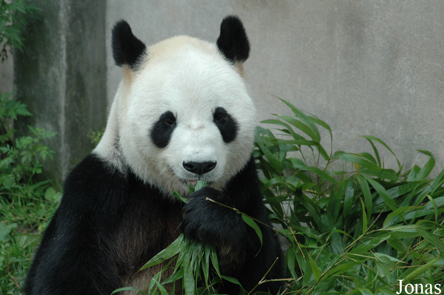Ailuropoda melanoleuca