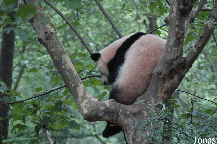 Ailuropoda melanoleuca