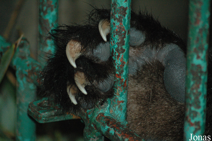 Ailuropoda melanoleuca