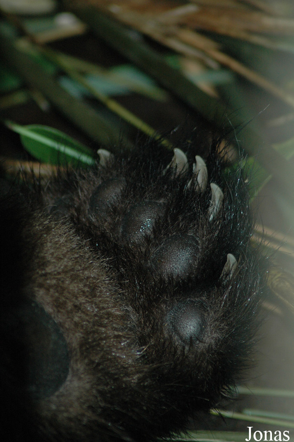 Ailuropoda melanoleuca