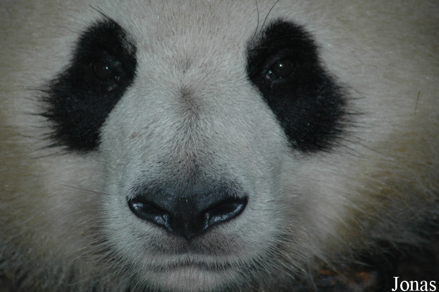 Ailuropoda melanoleuca