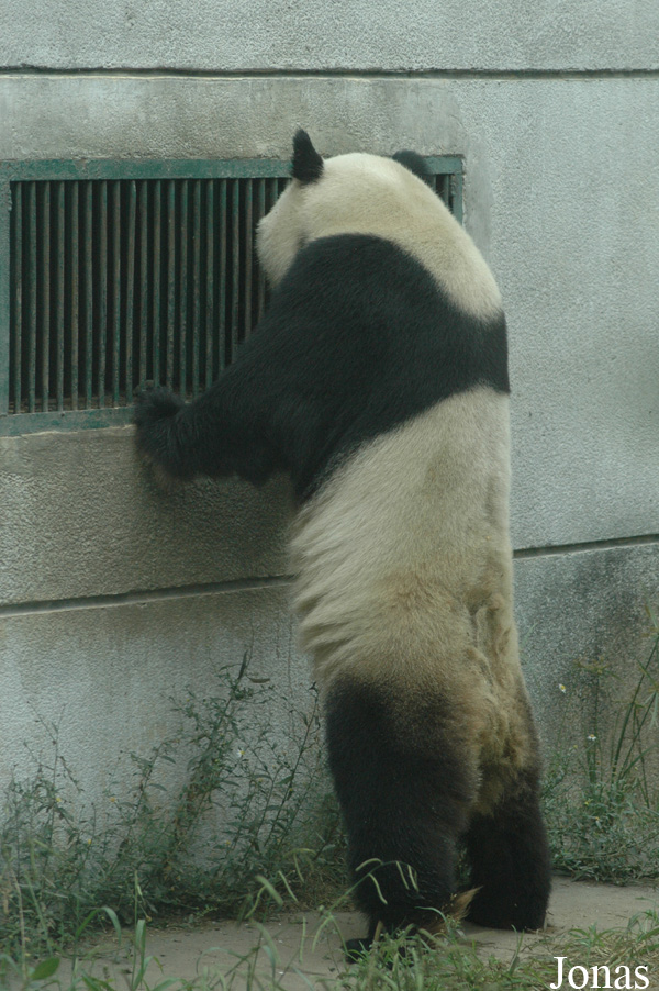 Ailuropoda melanoleuca