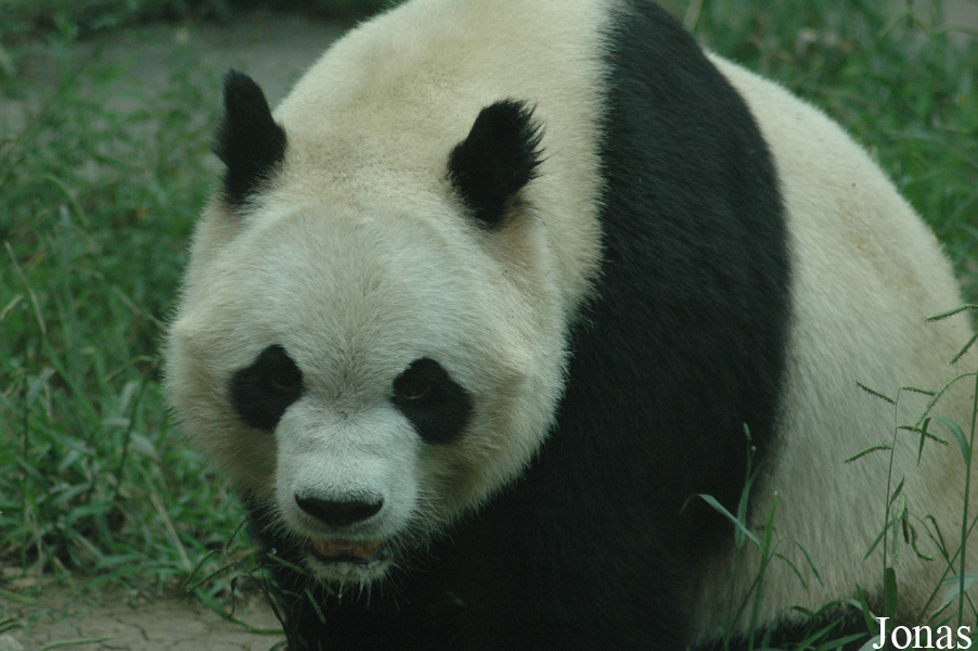 Ailuropoda melanoleuca