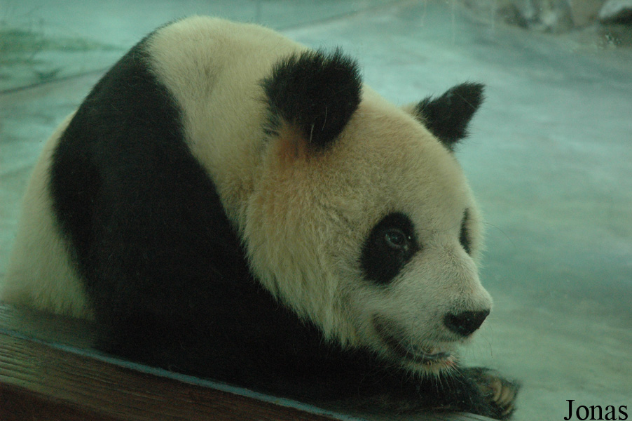 Ailuropoda melanoleuca