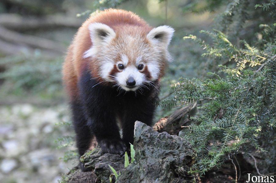 Ailurus fulgens fulgens