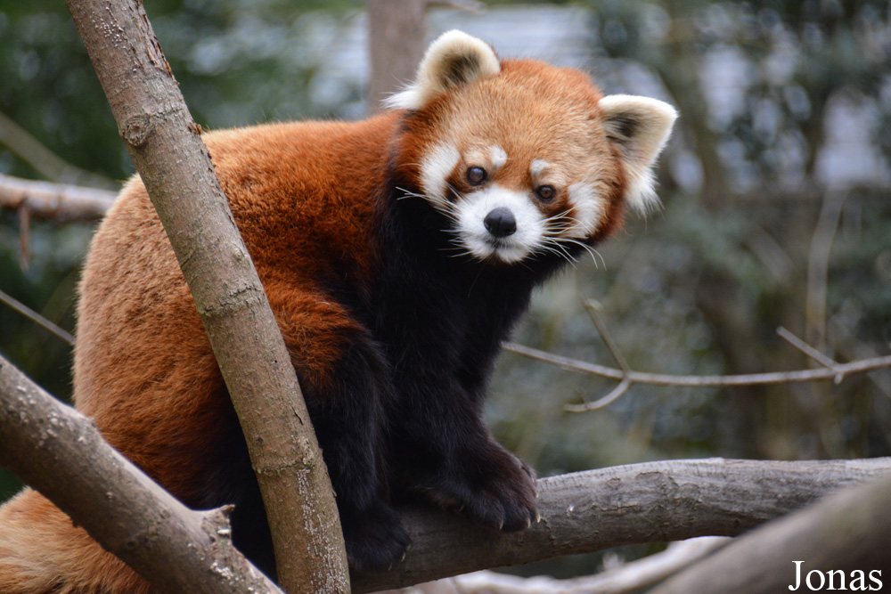 Ailurus fulgens styani