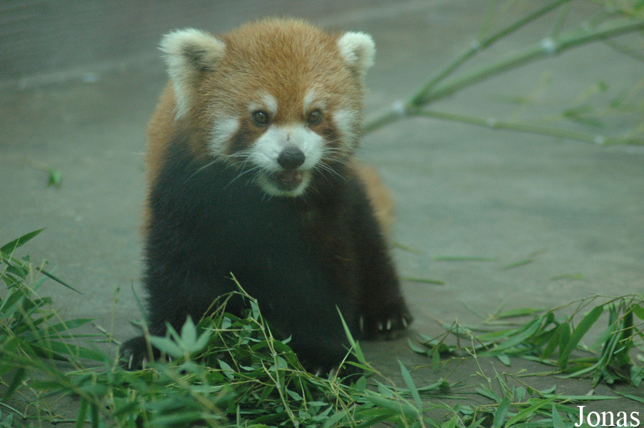 Ailurus fulgens styani
