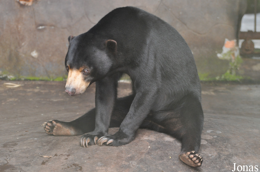 Helarctos malayanus
