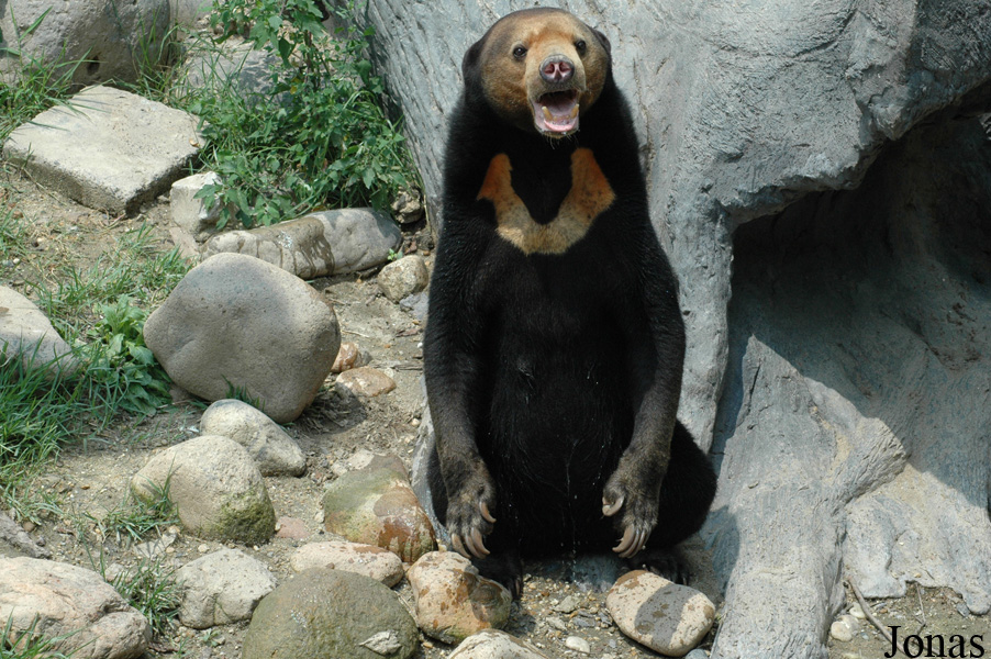 Helarctos malayanus