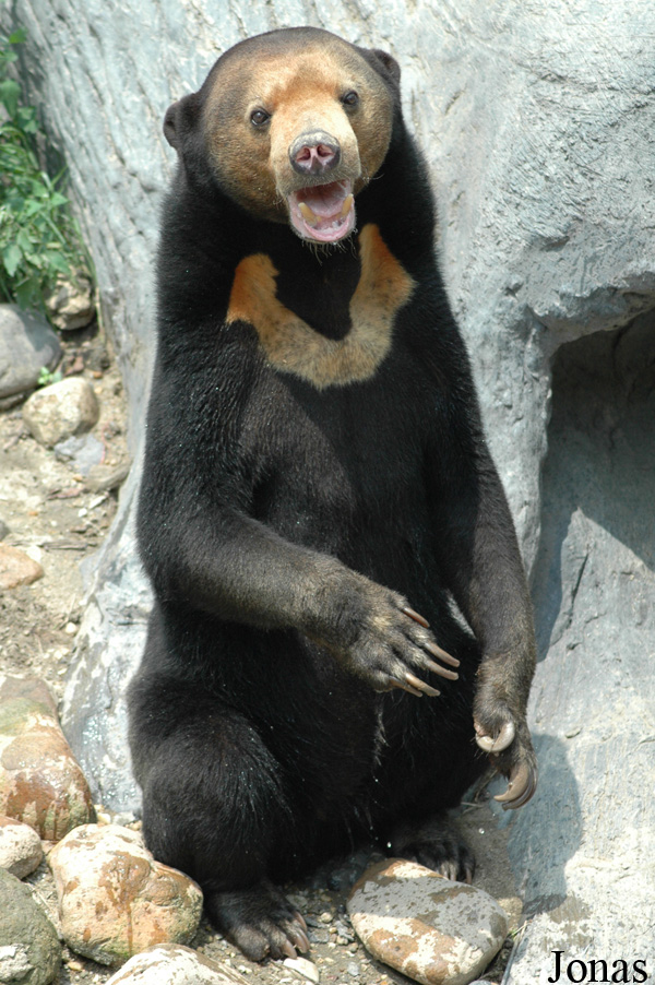 Helarctos malayanus