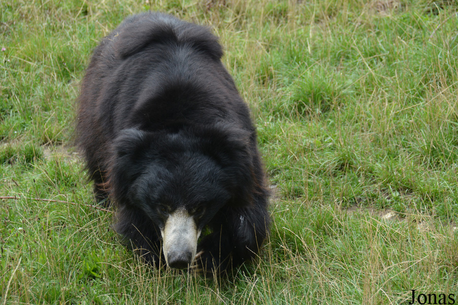 Melursus ursinus ursinus