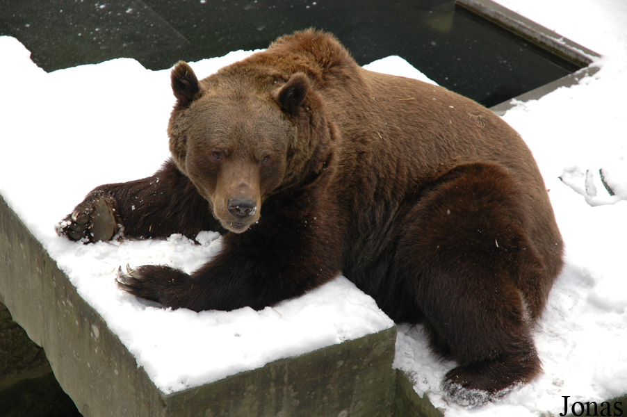 Ursus arctos
