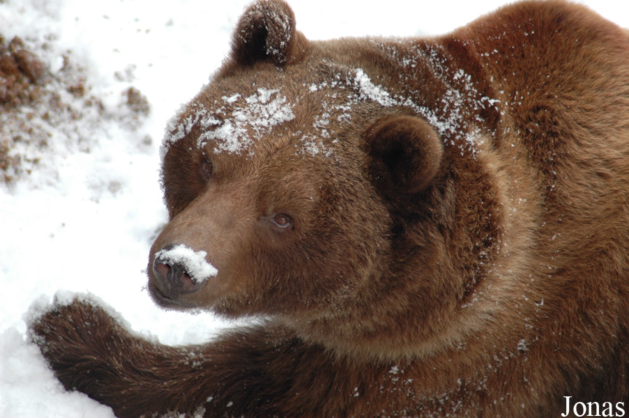 Ursus arctos