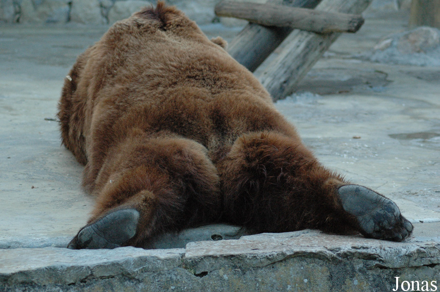 Ursus arctos